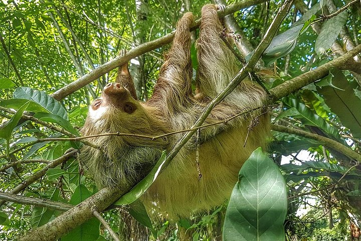 Sloths Watching Tour through Sloth's Territory - Photo 1 of 25